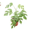 Rhaphidophora Tetrasperma Live Plant – Mini Monstera – 6 inch Pot – Indoor - Image 1