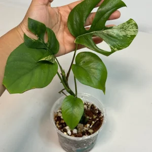 Rhaphidophora Tetrasperma Migma Variegated Live Plant - Rare Aroid Houseplant - Image 2