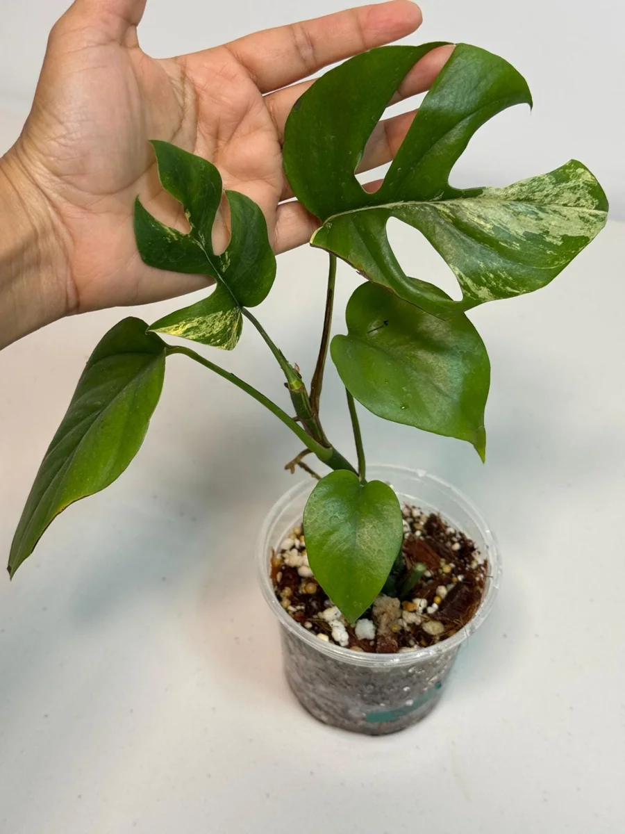 Rhaphidophora Tetrasperma Migma Variegated Live Plant - Rare Aroid Houseplant - Image 3