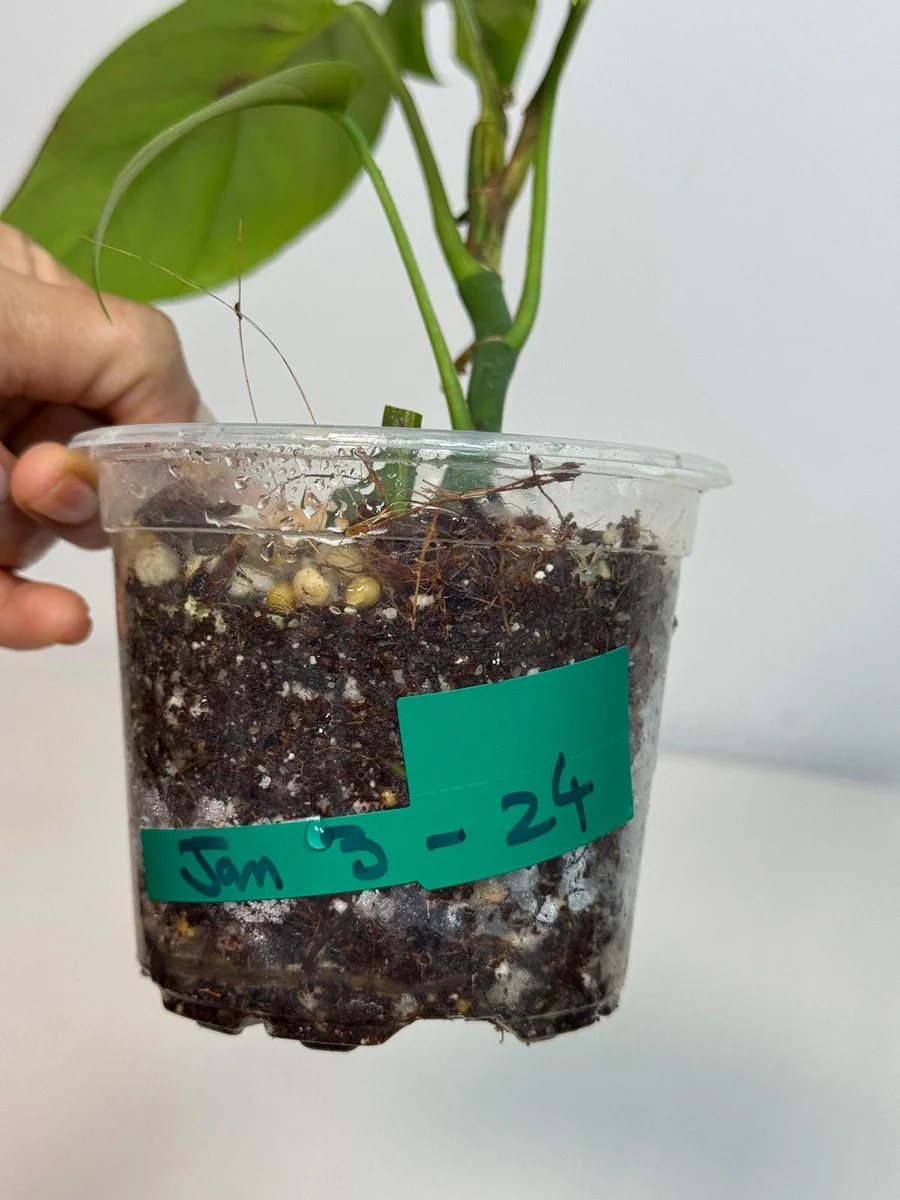 Rhaphidophora Tetrasperma Migma Variegated Live Plant - Rare Aroid Houseplant - Image 4