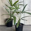 Rhapis Lady Palm Live Plant - 4 inch Pot, Air Purifying Indoor & Outdoor - Image 1