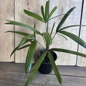 Rhapis Lady Palm Live Plant - 4 inch Pot, Air Purifying Indoor & Outdoor - Image 3
