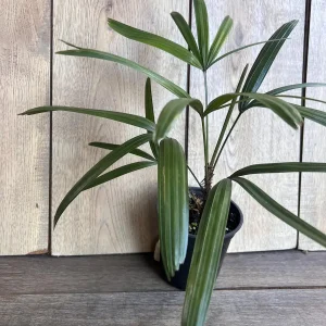 Rhapis Lady Palm Live Plant - 4 inch Pot, Air Purifying Indoor & Outdoor - Image 4