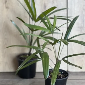 Rhapis Lady Palm Live Plant - 4 inch Pot, Air Purifying Indoor & Outdoor - Image 5