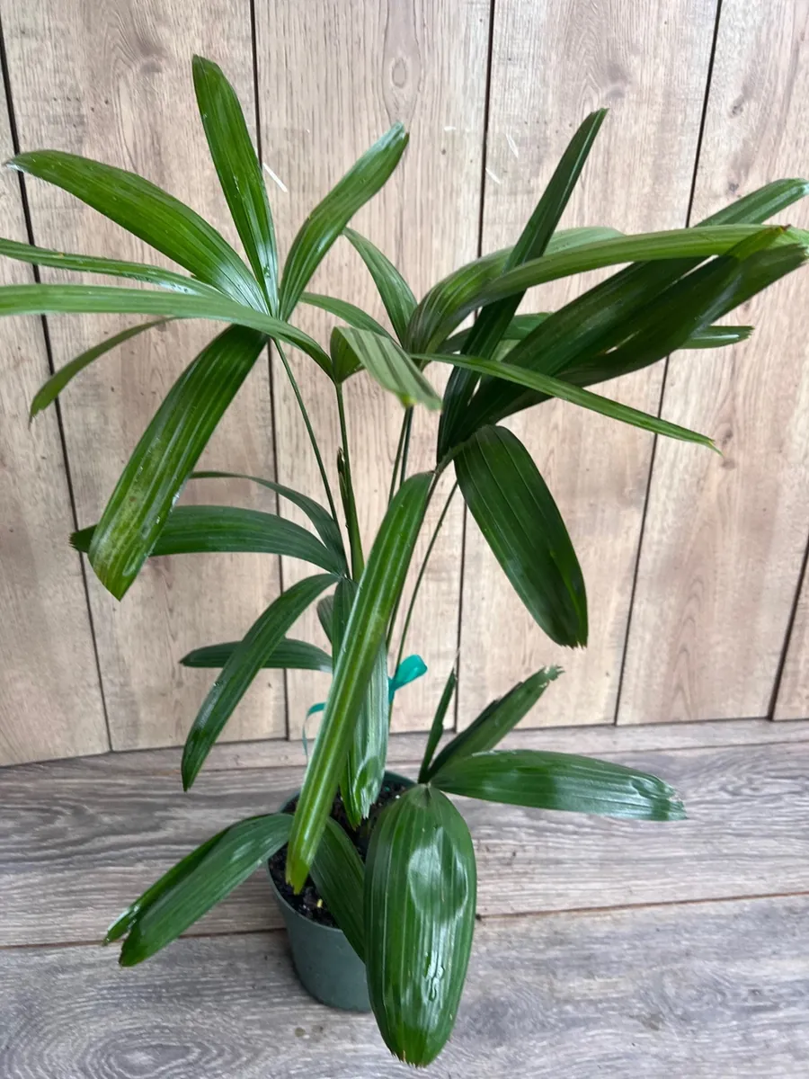 Rhapis Palm Live Plant, Lady Palm in 6 inch Pot, Air Purifying Indoor/Outdoor - Image 2
