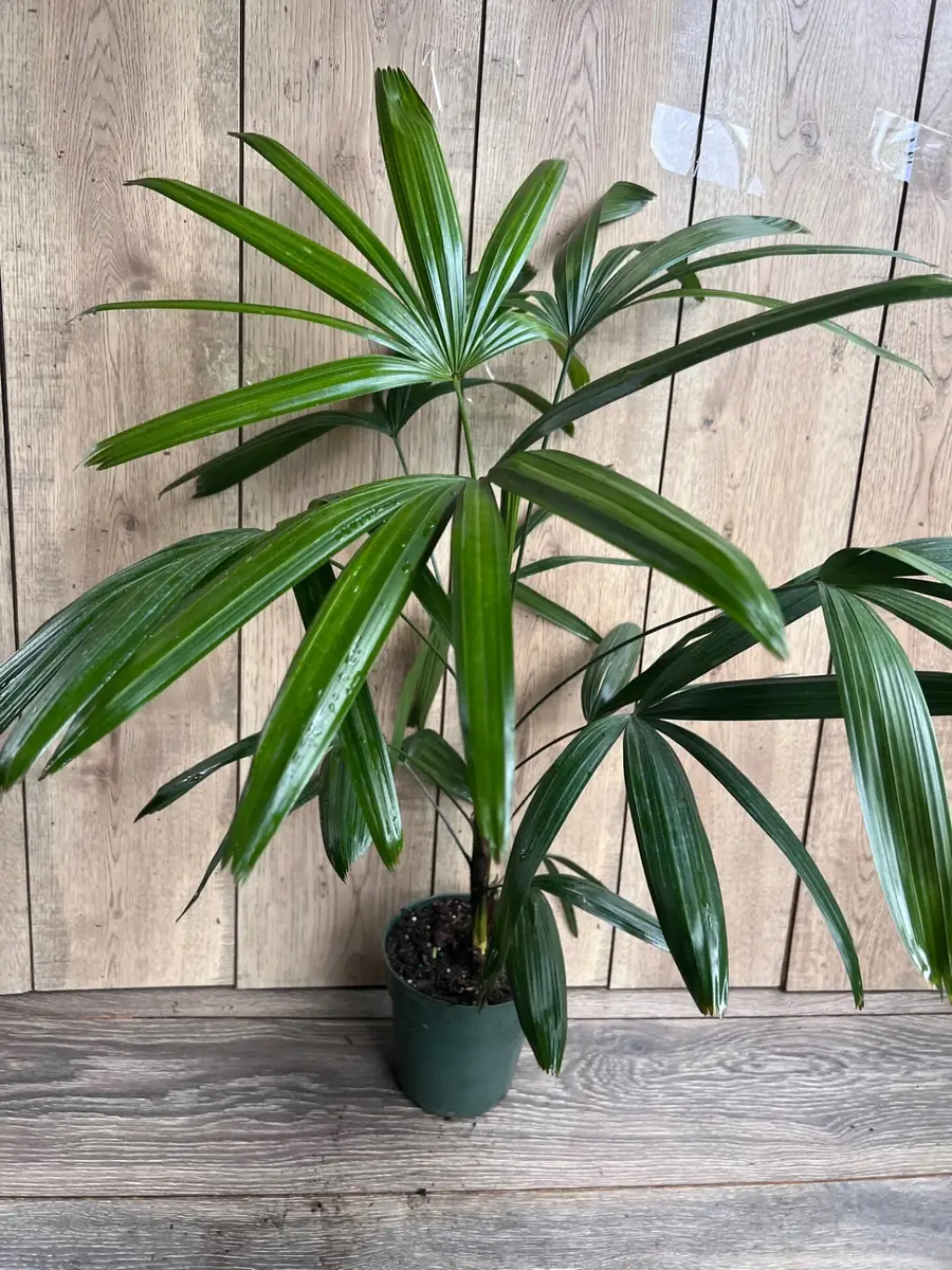 Rhapis Palm Live Plant, Lady Palm in 6 inch Pot, Air Purifying Indoor/Outdoor - Image 4