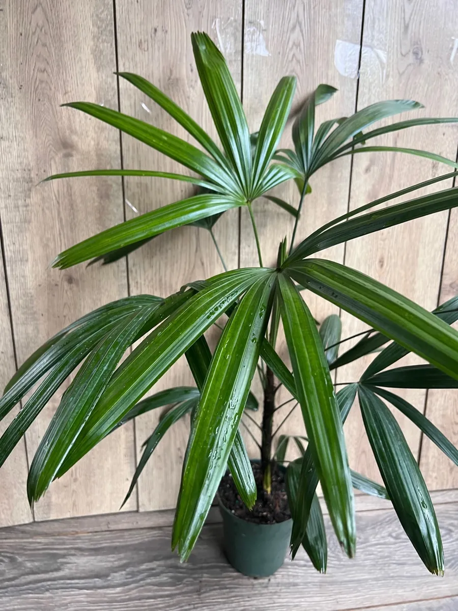 Rhapis Palm Live Plant, Lady Palm in 6 inch Pot, Air Purifying Indoor/Outdoor - Image 5
