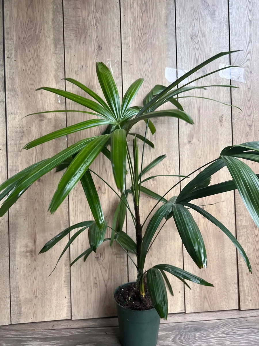 Rhapis Palm Live Plant, Lady Palm in 6 inch Pot, Air Purifying Indoor/Outdoor - Image 1