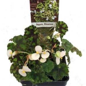Rhinestone Begonia Live Plant - 2.5" Pot - Terrarium, Fairy Garden, Houseplant - Image 1
