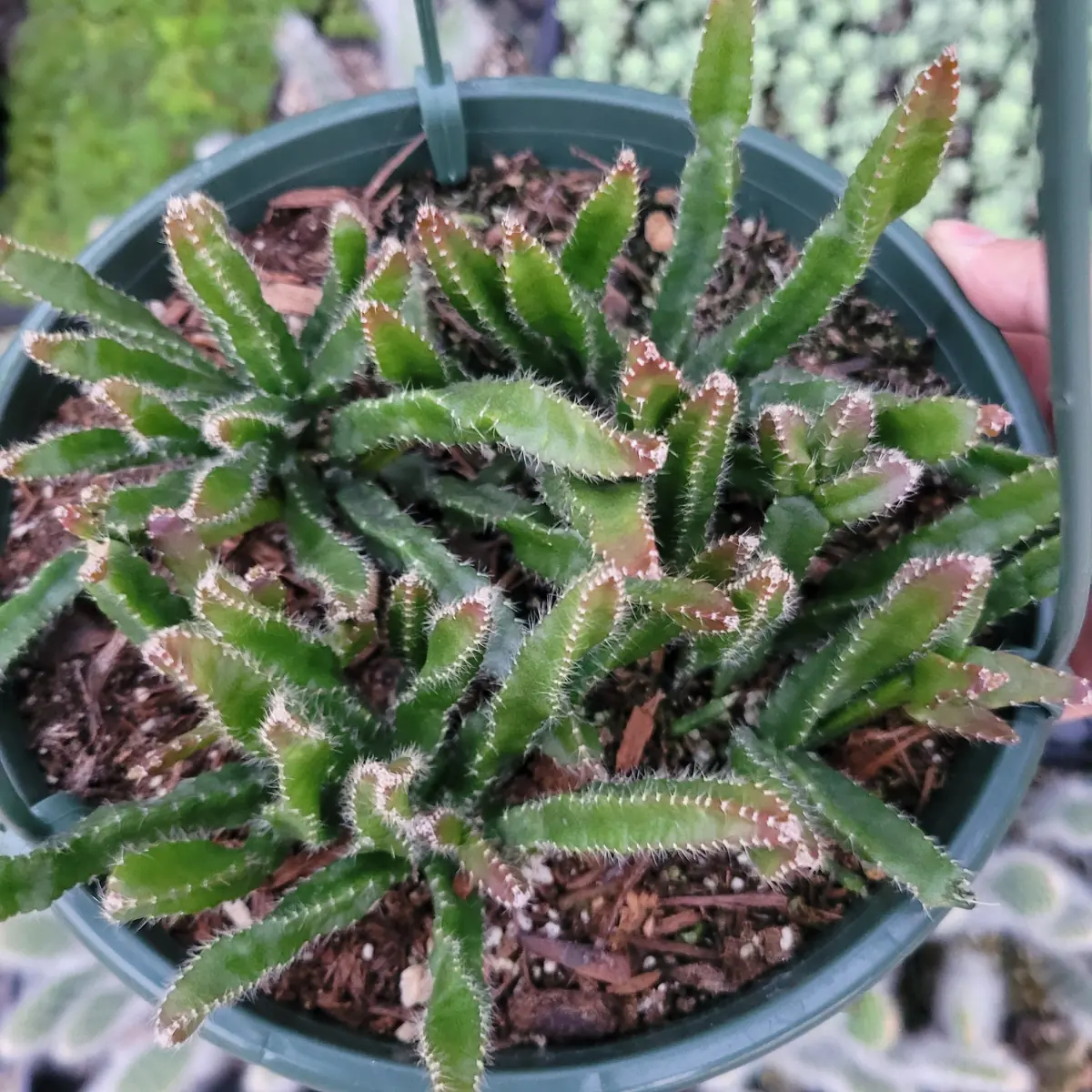 Rhipsalis Cereoides Cactus Live Plant - Trailing Succulent for Indoors - Image 6