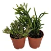Rhipsalis Drunkard's Dream Cactus Live Plant – 2-Pack 2" Pots – Indoor Succulent - Image 1