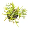 Rhipsalis Ewaldiana Succulent Plant - Live Houseplant - Easy Care - Image 1