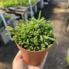 Rhipsalis Prismatica Live Plant – Rare Tropical Cactus – 2in or 4in Pot, Rooted or Unrooted Cuttings - Image 1
