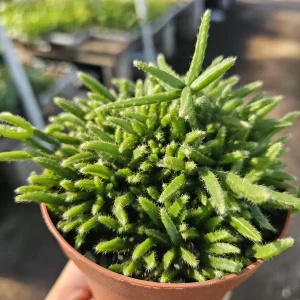 Rhipsalis Prismatica Live Plant – Rare Tropical Cactus – 2in or 4in Pot, Rooted or Unrooted Cuttings - Image 2
