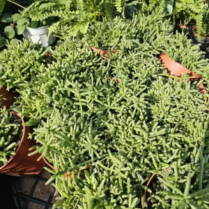 Rhipsalis Prismatica Live Plant – Rare Tropical Cactus – 2in or 4in Pot, Rooted or Unrooted Cuttings - Image 3