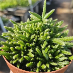 Rhipsalis Prismatica Live Plant – Rare Tropical Cactus – 2in or 4in Pot, Rooted or Unrooted Cuttings - Image 4