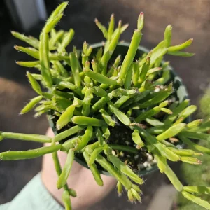 Rhipsalis Trigona Live Plant – Rare Tropical Cactus – 2in or 4in Pot – Indoor - Image 2