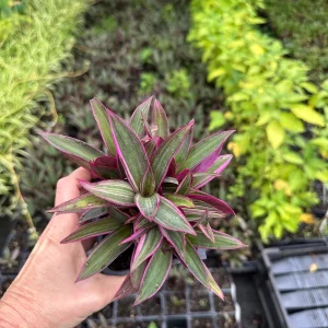 Rhoeo Spathacea Tricolor Live Plant - Moses in the Cradle - 3.5 Inch Pot - Image 3