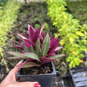 Rhoeo Spathacea Tricolor Live Plant - Moses in the Cradle - 3.5 Inch Pot - Image 4