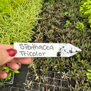 Rhoeo Spathacea Tricolor Live Plant - Moses in the Cradle - 3.5 Inch Pot - Image 5