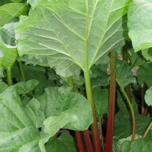 Rhubarb Seeds 100 Count - Organic Heirloom Vegetable Seeds for Large Red Stalks - Image 4
