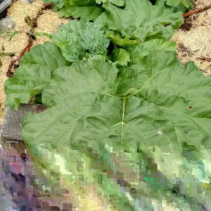 Rhubarb Seeds - 50 Fresh Heirloom Organic Red Perennial Vegetable Seeds for Garden - Image 3