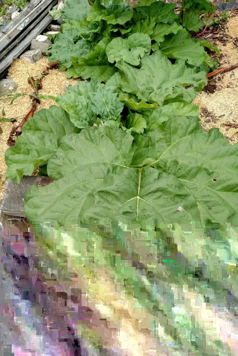 Rhubarb Seeds - 50 Fresh Heirloom Organic Red Perennial Vegetable Seeds for Garden - Image 3