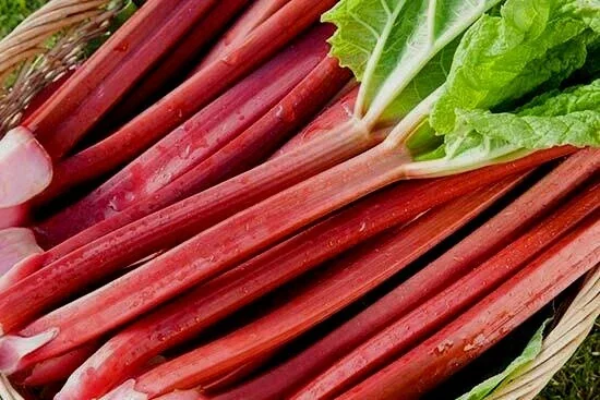 Rhubarb Seeds - 50 Fresh Heirloom Organic Red Perennial Vegetable Seeds for Garden - Image 6