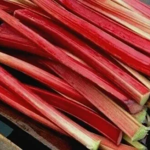 Rhubarb Seeds - 75 Organic Heirloom Seeds for Large Red Stalks, Easy Grow - Image 3
