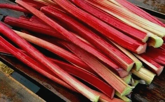 Rhubarb Seeds - 75 Organic Heirloom Seeds for Large Red Stalks, Easy Grow - Image 3