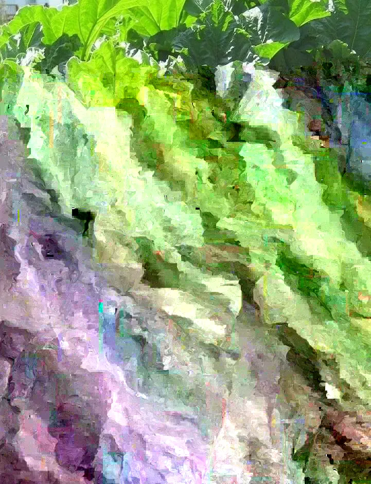 Rhubarb Seeds - 75 Organic Heirloom Seeds for Large Red Stalks, Easy Grow - Image 5