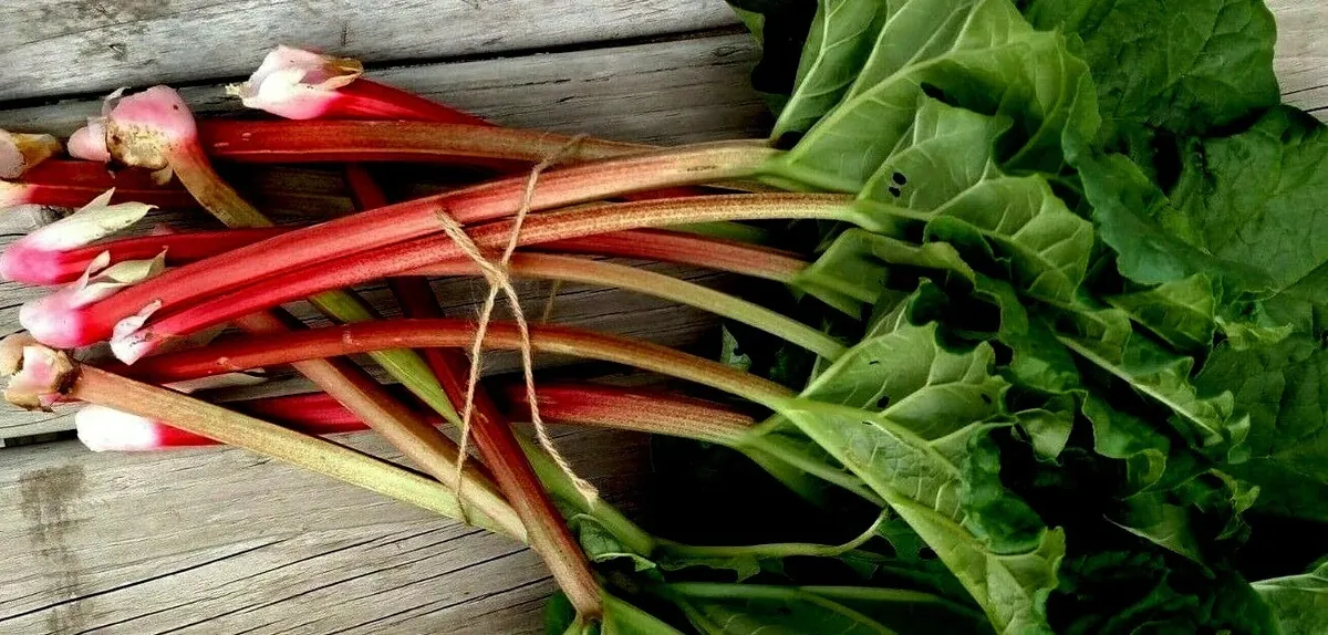 Rhubarb Seeds - 75 Organic Heirloom Seeds for Large Red Stalks, Easy Grow - Image 6