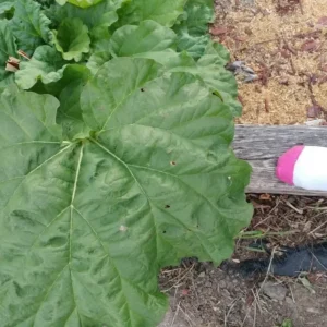 Rhubarb Seeds - 75 Organic Heirloom Seeds for Large Red Stalks, Easy Grow - Image 8