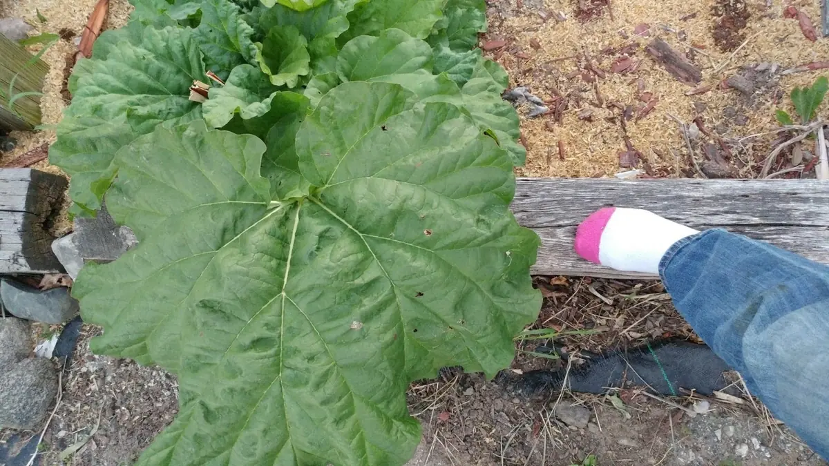 Rhubarb Seeds - 75 Organic Heirloom Seeds for Large Red Stalks, Easy Grow - Image 8