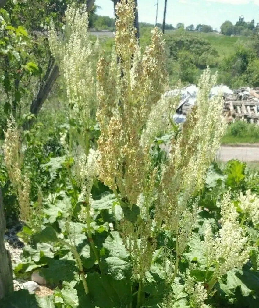 Rhubarb Seeds - 75 Organic Heirloom Seeds for Large Red Stalks, Easy Grow - Image 9