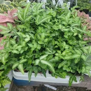 Ribbon Fern (Pteris cretica albolineata) Live Plant – 2in Pot – Indoor Foliage - Image 2