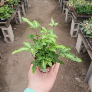 Ribbon Fern (Pteris cretica albolineata) Live Plant – 2in Pot – Indoor Foliage - Image 3