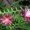 Ric Rac Cactus Live Plant - Epiphyllum Anguliger, Zig Zag Cactus in 4 inch Pot - Image 1