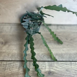 Ric Rac Cactus Live Plant - Epiphyllum Anguliger, Zig Zag Cactus in 4 inch Pot - Image 4