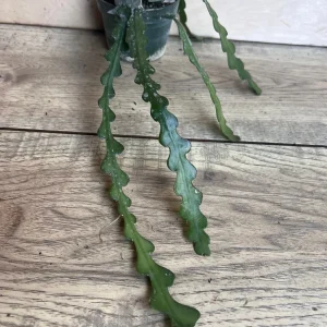 Ric Rac Cactus Live Plant - Epiphyllum Anguliger, Zig Zag Cactus in 4 inch Pot - Image 5