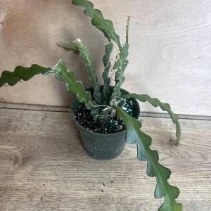 Ric Rac Cactus Live Plant - Epiphyllum Anguliger, Zig Zag Cactus in 4 inch Pot - Image 7