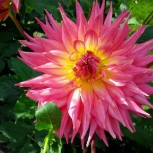 Ring of Fire Dahlia Seeds - 20 Count - Rare Perennial Flower Mix - Image 2