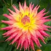 Ring of Fire Dahlia Seeds - 20 Count - Rare Perennial Flower Mix - Image 1