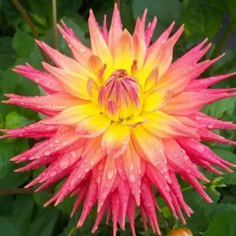 Ring of Fire Dahlia Seeds - 20 Count - Rare Perennial Flower Mix - Image 1