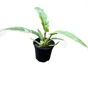 Ring of Fire Philodendron Live Plant – 4 inch Pot – Rare Indoor Houseplant - Image 2