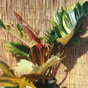 Ring of Fire Philodendron Live Plant – 4 inch Pot – Rare Indoor Houseplant - Image 3
