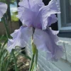Rio Vista Iris Reblooming Bearded Iris Germanica Bareroot - Lavender Flowers, Zones 3-10 - Image 1