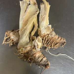 Rio Vista Iris Reblooming Bearded Iris Germanica Bareroot - Lavender Flowers, Zones 3-10 - Image 3