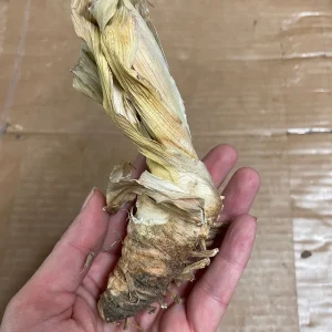 Rio Vista Iris Reblooming Bearded Iris Germanica Bareroot - Lavender Flowers, Zones 3-10 - Image 4