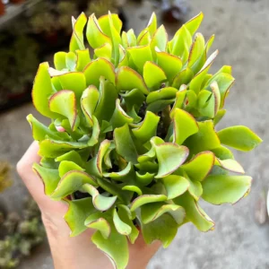 Ripple Jade Live Plant - Crassula arborescens undulatifolia in 4'' Pot - Image 1